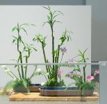 43 - Elizabeth Armstrong.jpg 5.5K